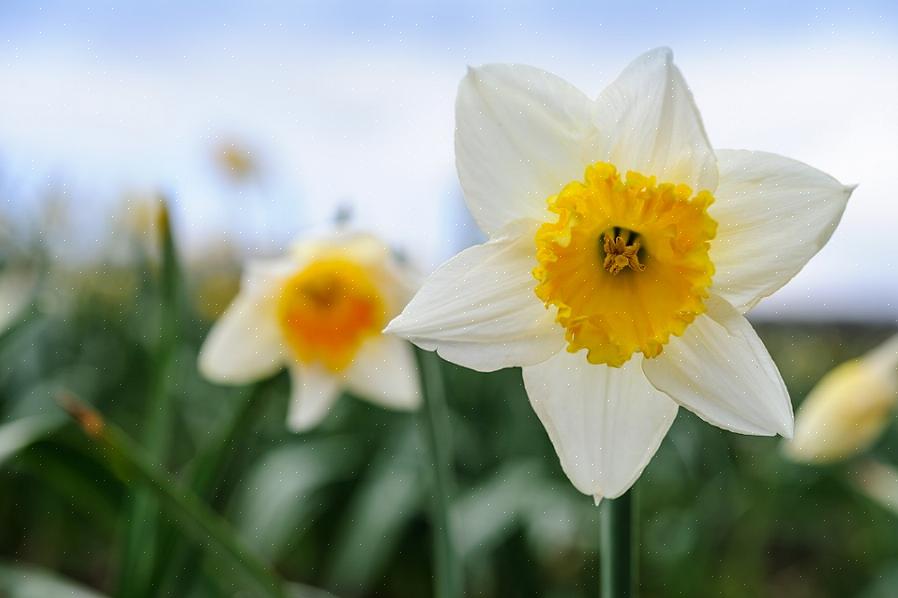 Os narcisos florescem melhor em pleno sol