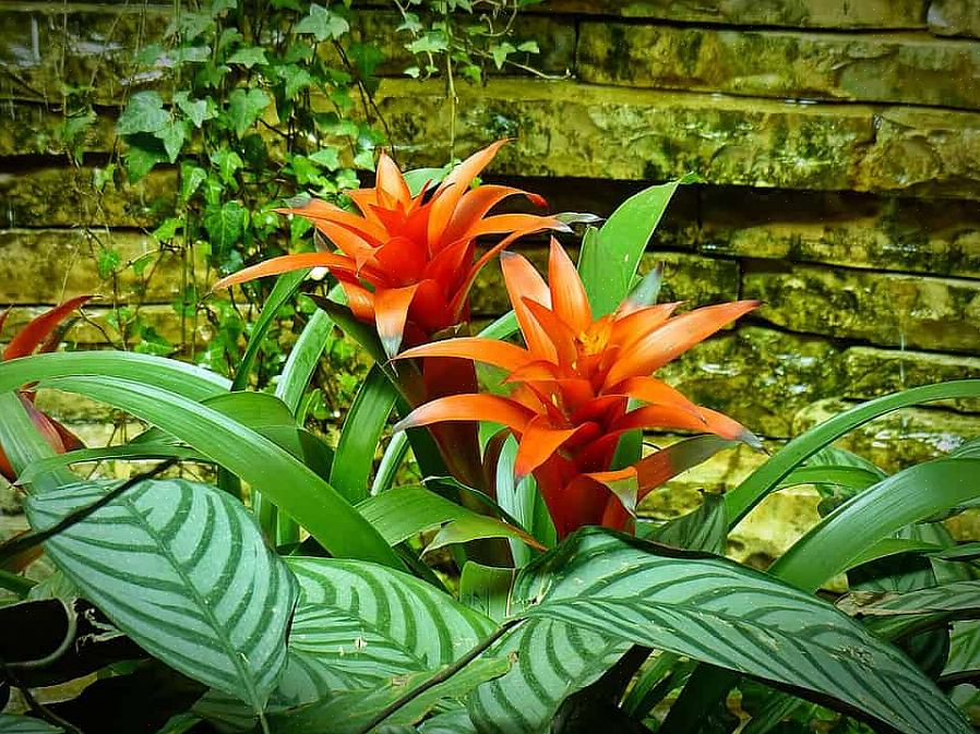 Explore 12 plantas com flores populares que o ajudarão a amar seu jardim novamente quando a temperatura