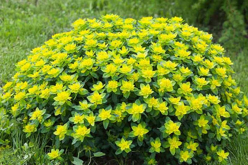 O spurge roxo da madeira é classificado como Euphorbia amygdaloides 'Purpurea'