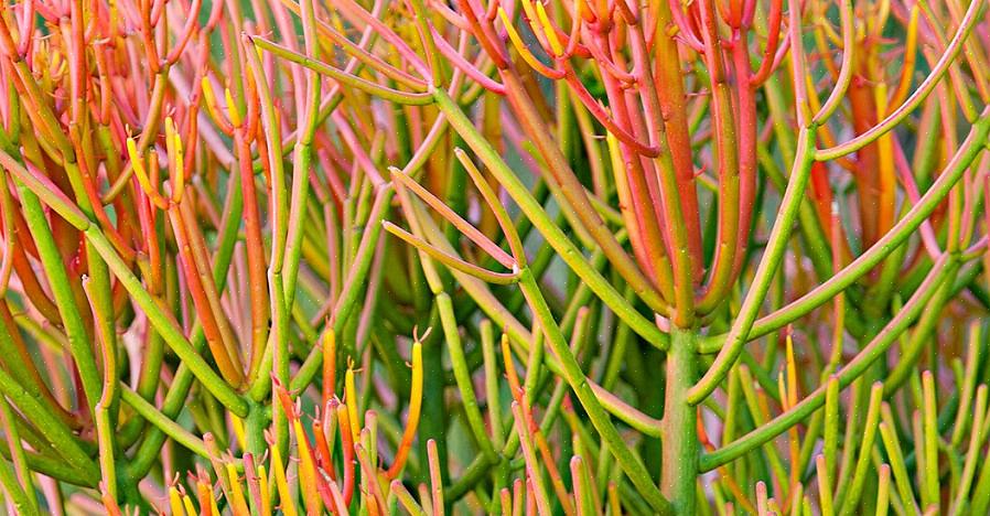 Pintos podem ser plantados nas zonas de resistência 3 a 8 do USDA