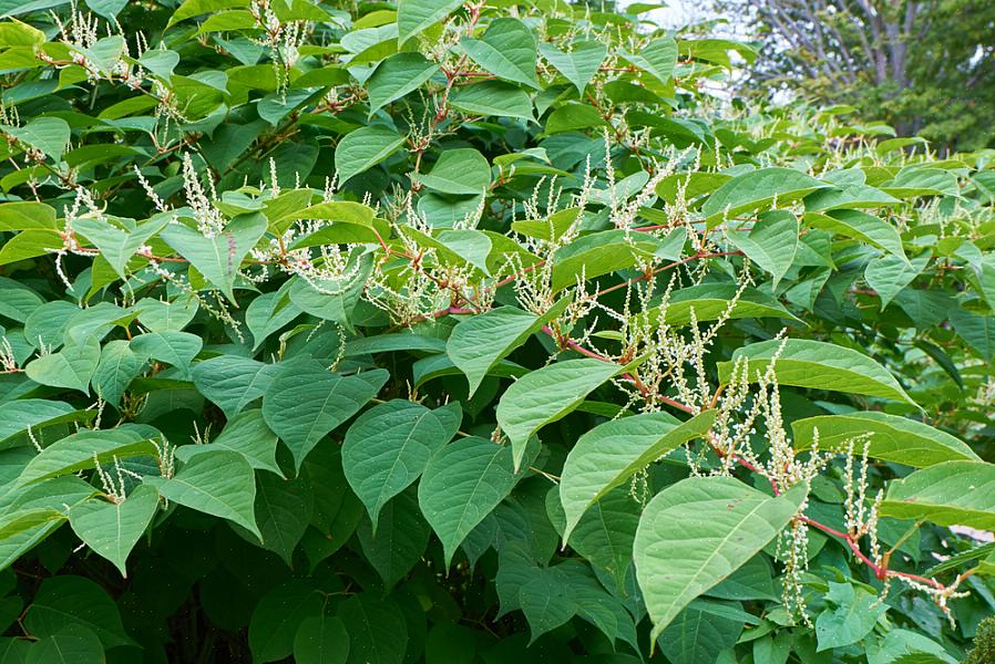 A knotweed japonesa também pode usar sua "defesa contra dormência" contra o herbicida