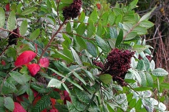 Aqueles no sumagre staghorn são cobertos de pelos minúsculos