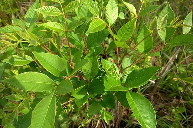 Os caules das folhas do sumagre venenoso nos ajudam ainda mais a identificar a planta