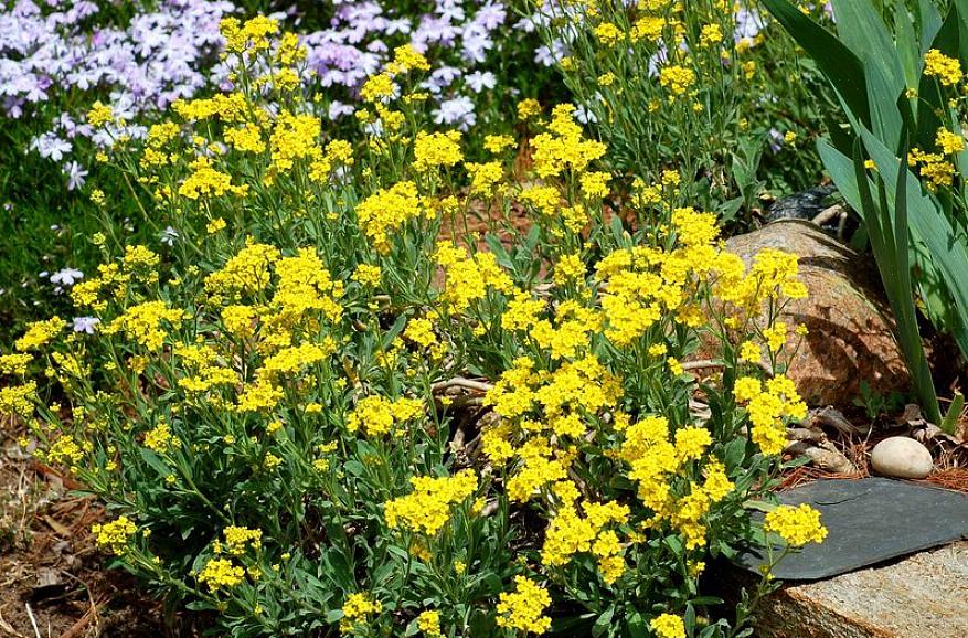 As flores de alyssum amarelas são comumente cultivadas nas zonas de resistência de plantas