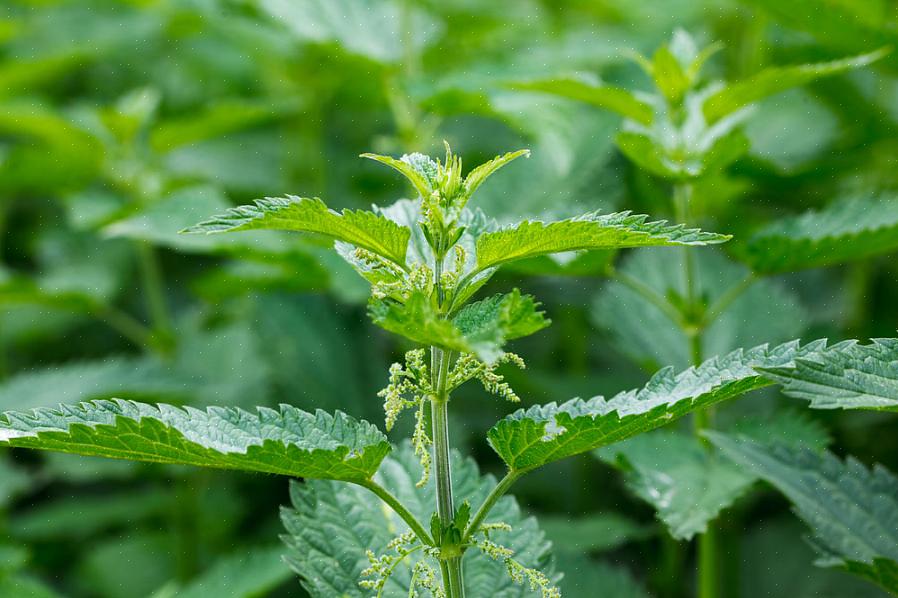 As plantas rasteiras ou "trepadeiras" são geralmente consideradas plantas pequenas