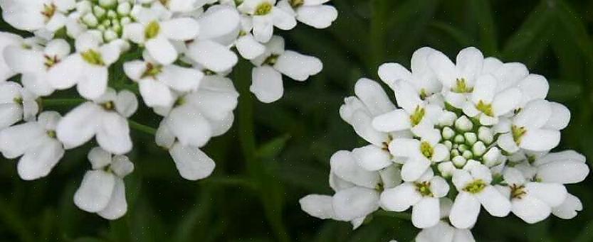 Candytuft (Iberis sempervirens) é uma flor perene que abraça o solo