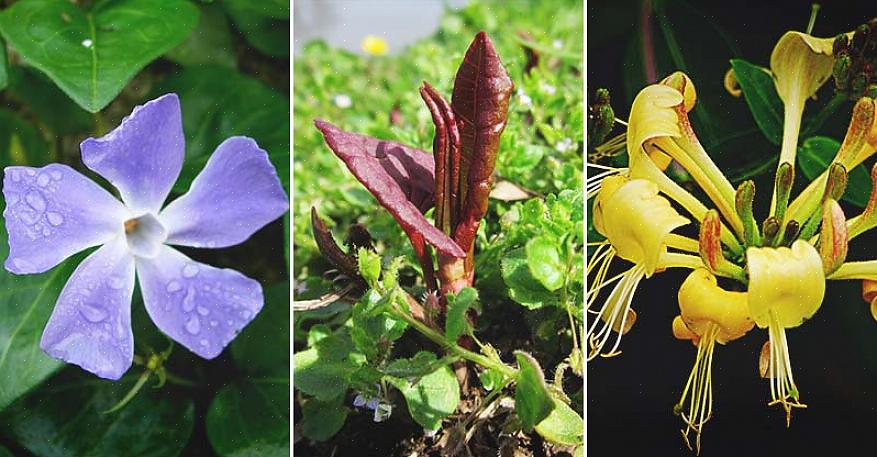 E as plantas invasoras nem sempre são espécimes feios