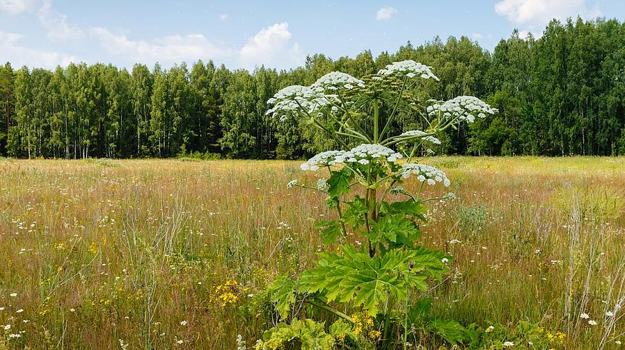 É a videira agridoce oriental que certamente fará parte das listas das piores plantas invasoras do Norte