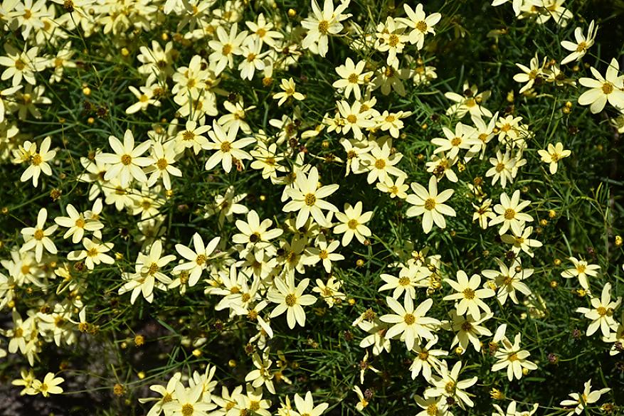 A taxonomia classifica as flores Moonbeam coreopsis como Coreopsis verticillata 'Moonbeam'