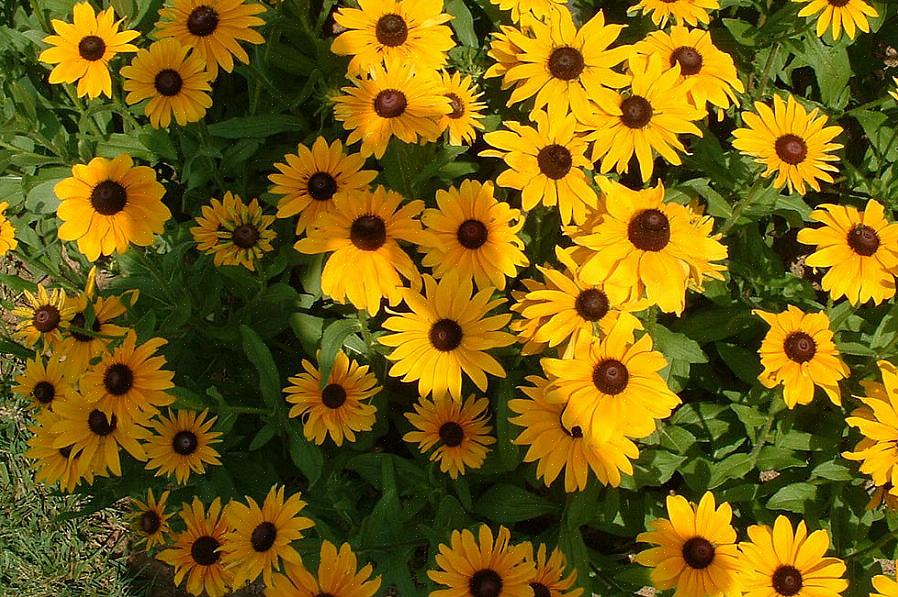 A taxonomia de plantas classifica Susans de olhos pretos como Rudbeckia hirta