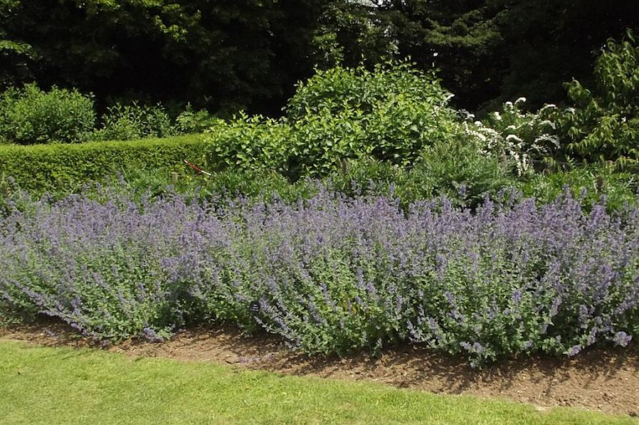 A taxonomia vegetal classifica Six Hills Giant catmint como Nepeta x faassenii '6 Hills Giant.'