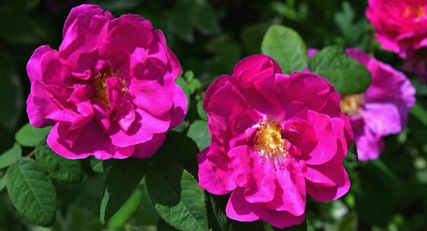 A quantidade de poda das rosas Rugosa depende do tamanho que você deseja que sejam