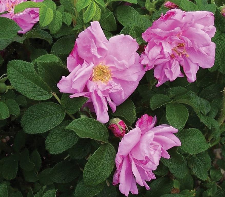 Uma rosa Rugosa fará uma bela parte de trás da planta da borda ou do ponto focal