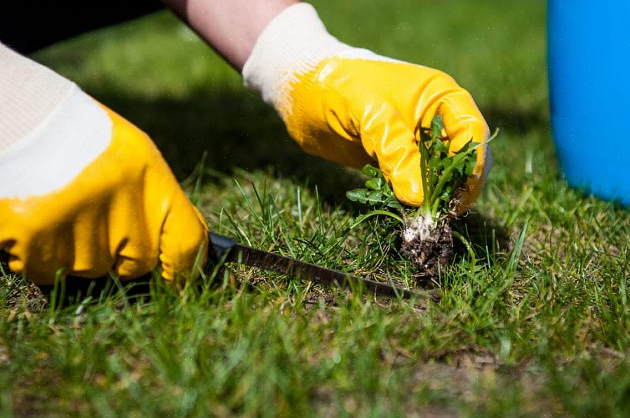 Uma maneira que as pessoas às vezes usam para se livrar da grama é cobrindo-a com plástico transparente