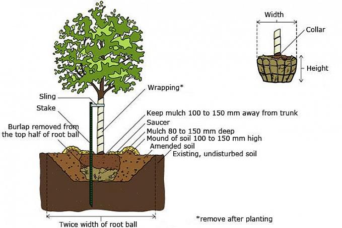 Serapilheira são as plantas de contêiner