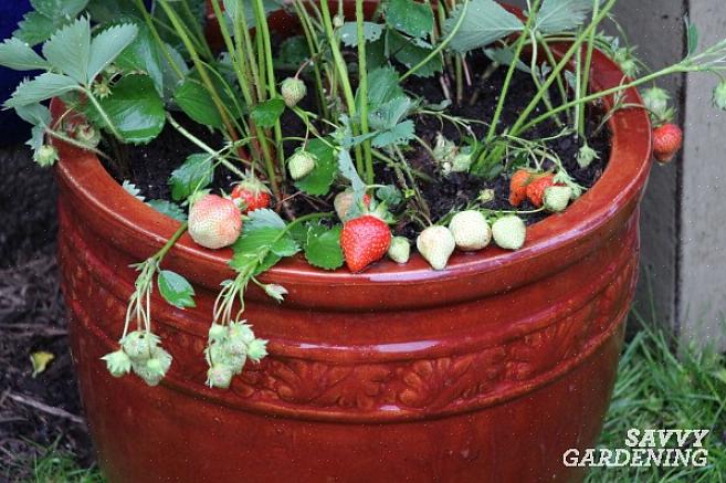 Você está pronto para começar a plantar o pote de morango