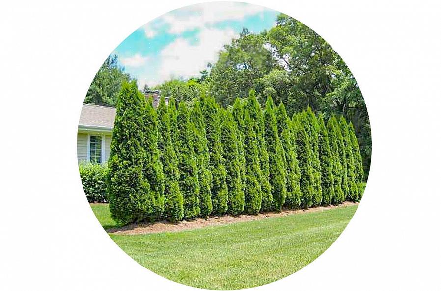 Globo arborvitae de Woodward (Thuja occidentalis Woodwardii)