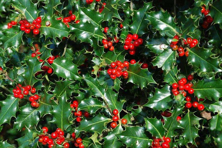 As plantas de azevinho (Ilex spp.) São muito diversas