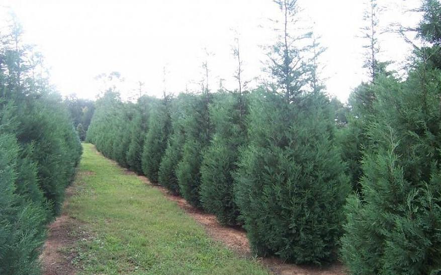 Os ciprestes de Leyland são melhor cultivados em zonas de plantio de 6 a 10