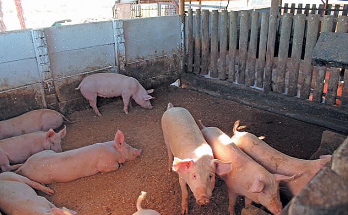 Mas você pode querer considerar o uso de cercas elétricas para encerrar seus porcos em um pasto maior