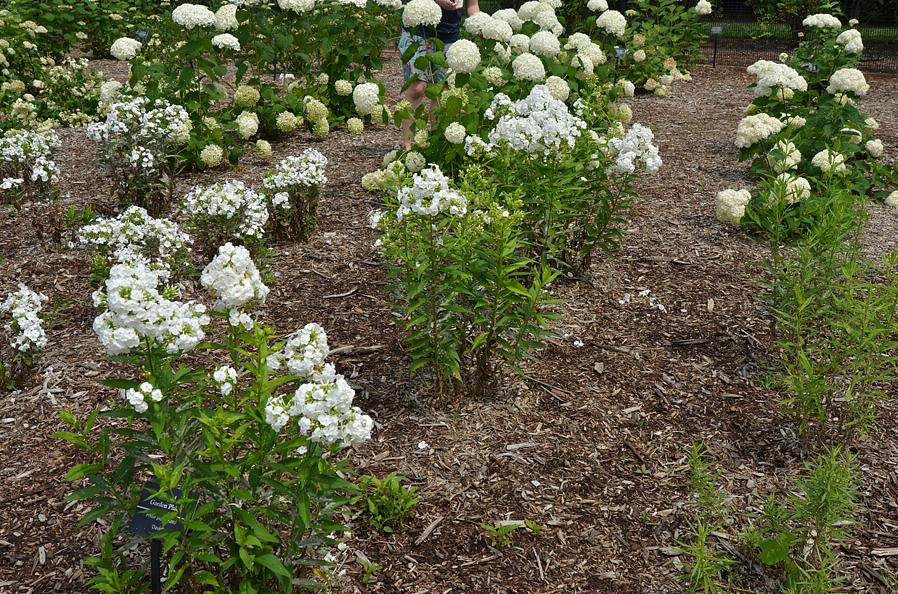 'David' e outros tipos de flores de P