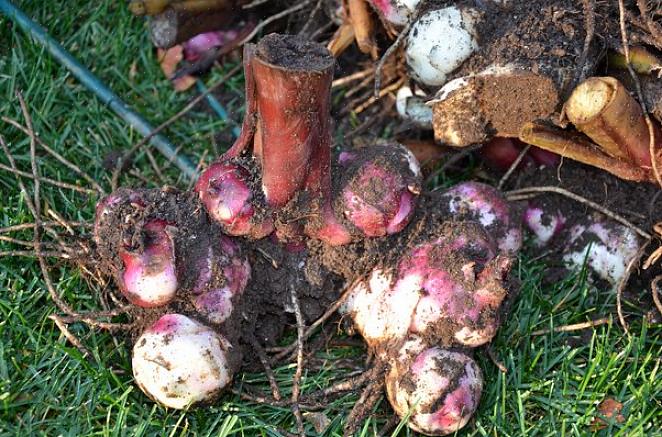 Desenterre bulbos de canna para armazenamento de inverno no outono