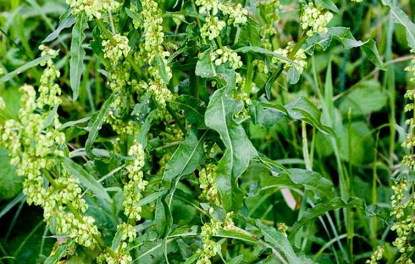 Identificação da planta da doca amarela