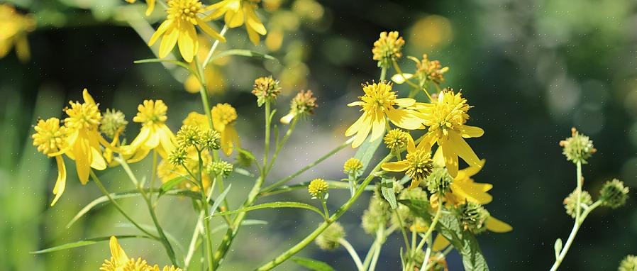 Existem azaléias nativas da Nova Inglaterra