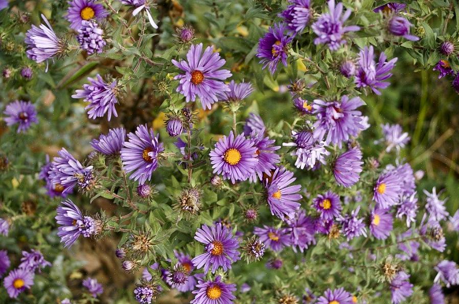 Viola sororia é uma planta nativa da Nova Inglaterra