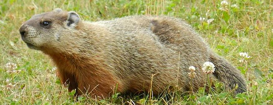 Manter a grama livre dessas ervas daninhas comuns reduz suas chances de atrair marmotas