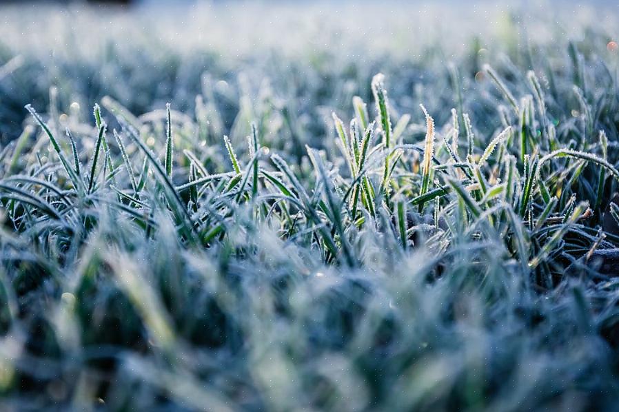 A morte no inverno se refere a qualquer dano grave ou morte sofrida por gramados durante os meses de inverno