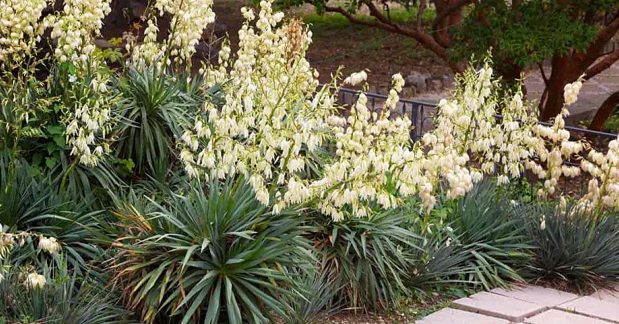 Você pode plantar Yucca filamentosa nas zonas de resistência 5 a 10 do USDA