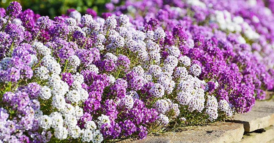 As flores de alyssum doce estão entre as plantas mais populares vendidas em centros de jardinagem no norte