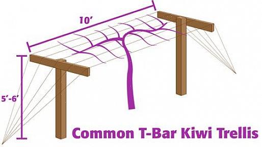 Como cultivar videira de kiwi resistente