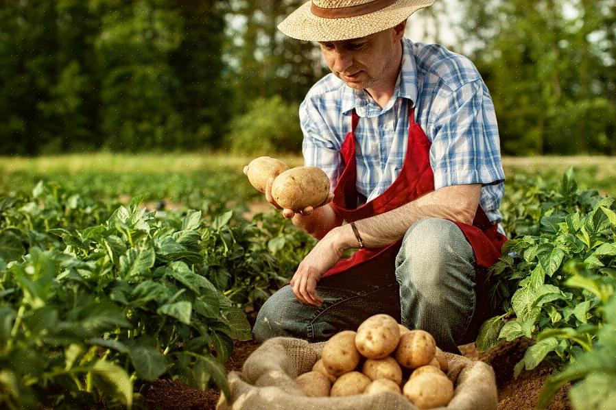 Se você deseja iniciar um pequeno negócio agrícola