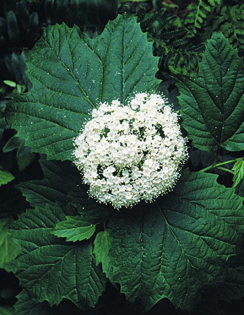 A taxonomia de plantas classifica arbustos de Arrowwood viburnum como Viburnum dentatum