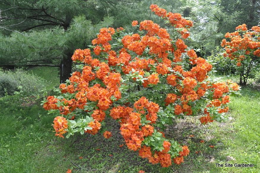 As plantas de azaléia de Gibraltar produzem cachos (chamados de "treliças"