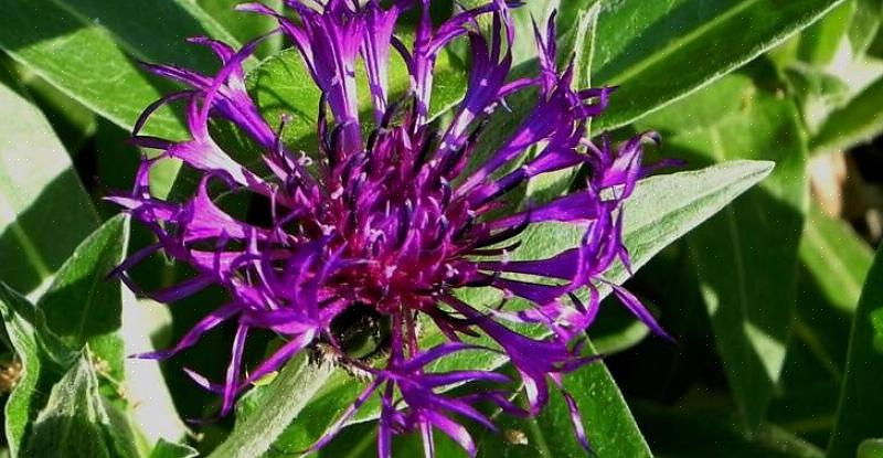 A taxonomia vegetal classifica este tipo de botão de solteiro perene como Centaurea montana 'Sonho