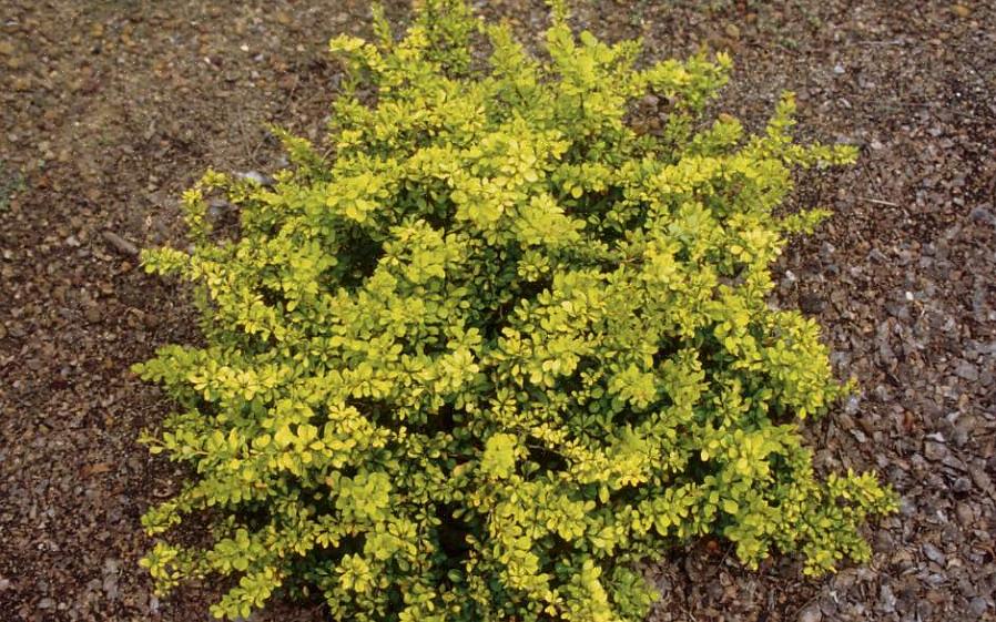 Tanto a barberry japonesa (Berberis thunbergii) quanto a barberry comum são plantas invasoras no norte