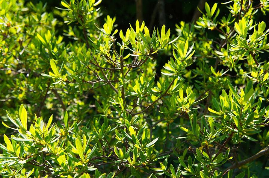 "Arbusto de bayberry do norte" (doravante