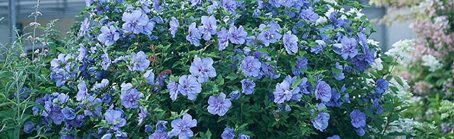 Flores de hibisco azul adornam o Hibiscus syriacus Blue Chiffon de meados do verão até o outono