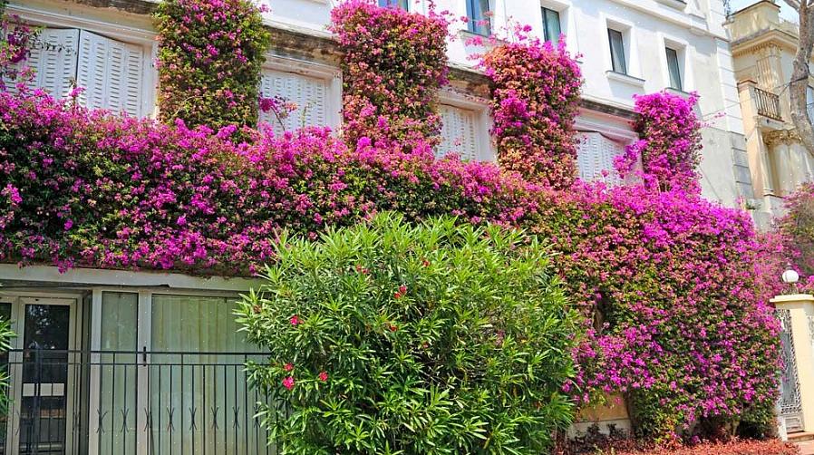 "Bougainvillea" funciona como um nome botânico (nome do gênero) na taxonomia das plantas