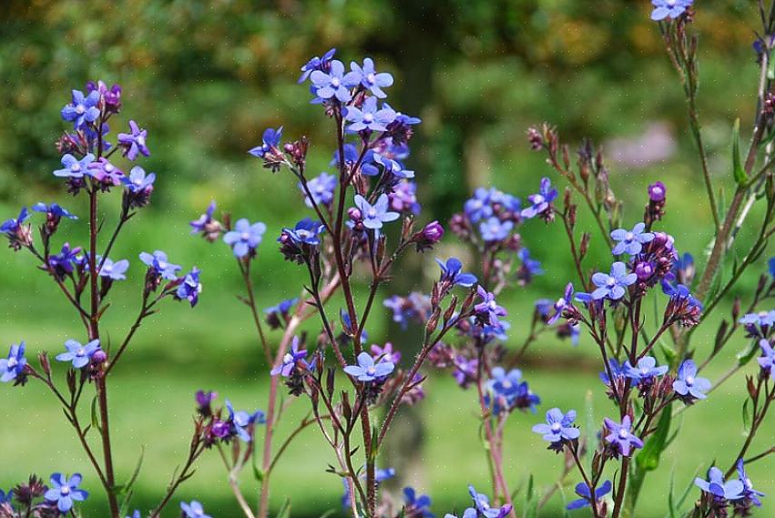 Mas porque Anchusa azurea 'Dropmore' é uma planta perene tão alta