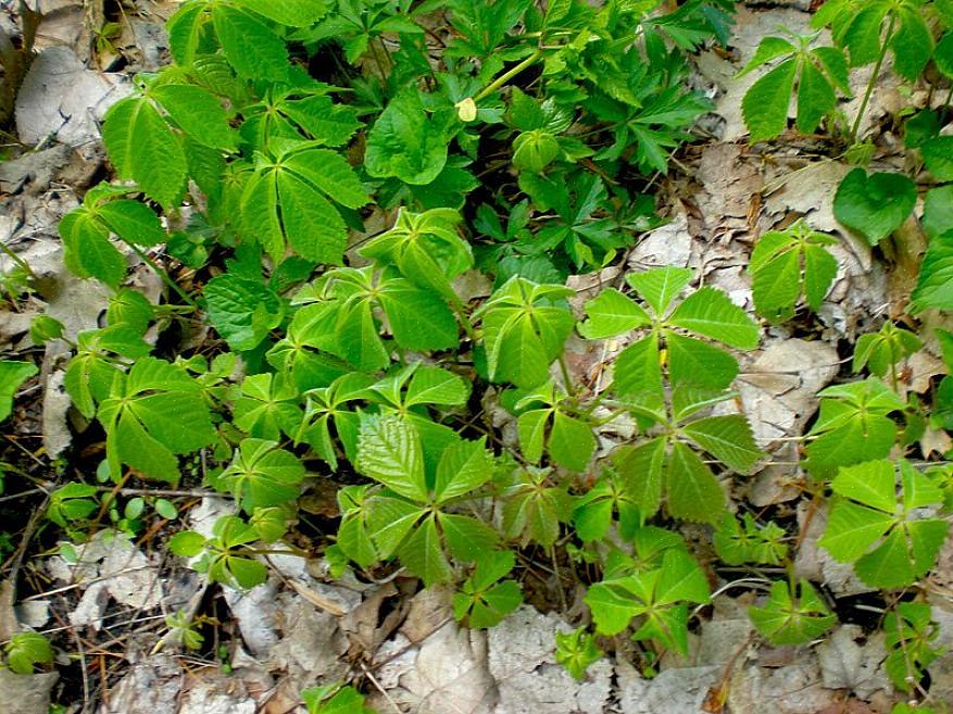 A cobertura do solo Bunchberry é uma planta da floresta que cresce à sombra da floresta