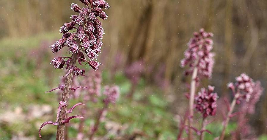 Você também pode ter que matar algumas lesmas ao cuidar de plantas comuns de butterbur