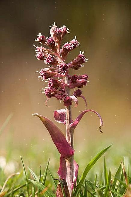 O maior desafio no cultivo de plantas butterbur é evitar que se espalhem onde você não quer que cresçam