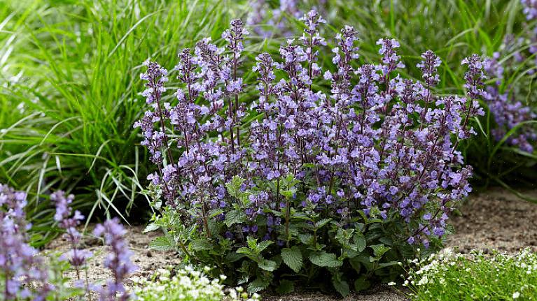 '6 Hills Giant' Catmint Plants