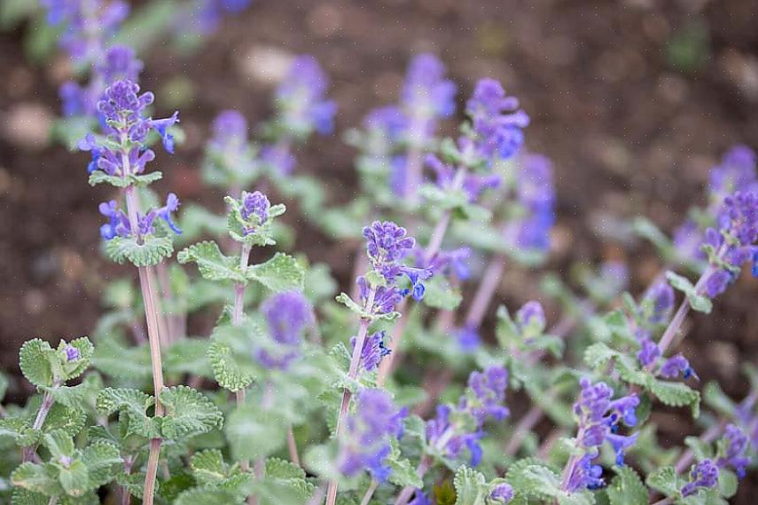 A taxonomia das plantas classifica esta planta de hortelã-gato anã como Nepeta racemosa Little Titch