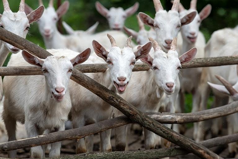 Você precisará de no mínimo duas cabras