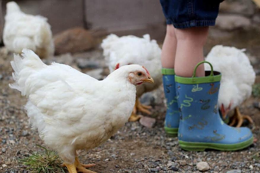 As galinhas criadas para carne são comumente chamadas de "aves de carne"